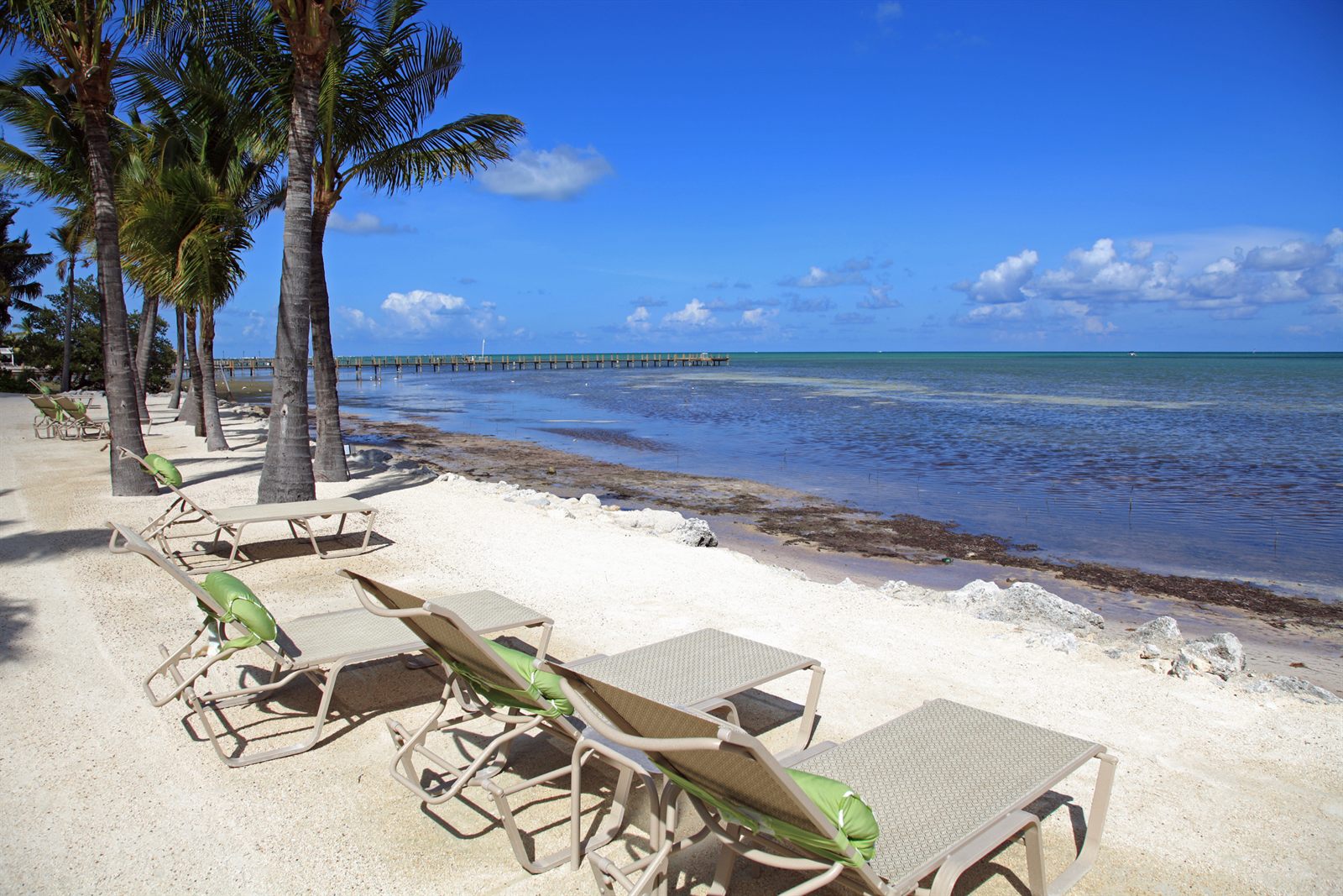 Beach loungers under palm trees on a sandy shore beside calm blue water